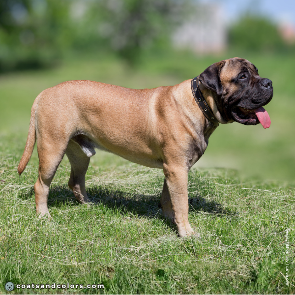 coatsandcolors.com English Mastiff Colors high red intensity 2