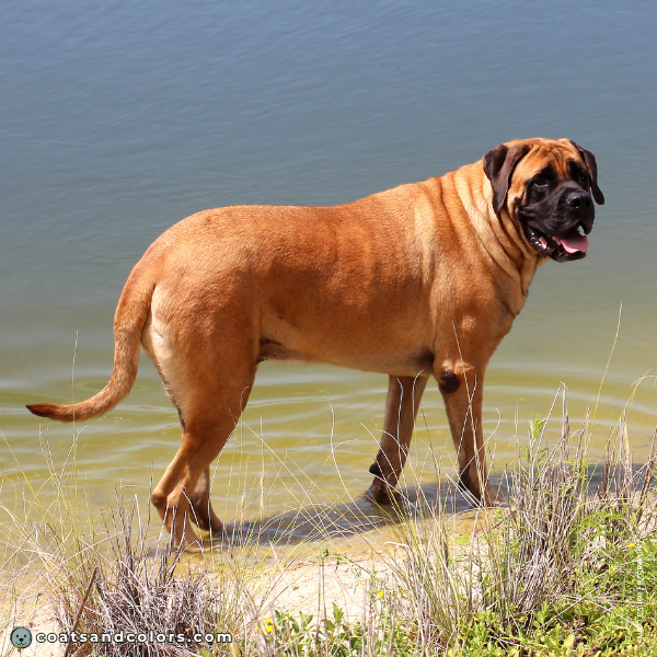 coatsandcolors.com English Mastiff Colors high red intensity