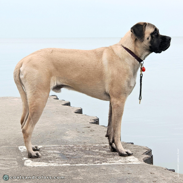 coatsandcolors.com English Mastiff Colors intensity fawn