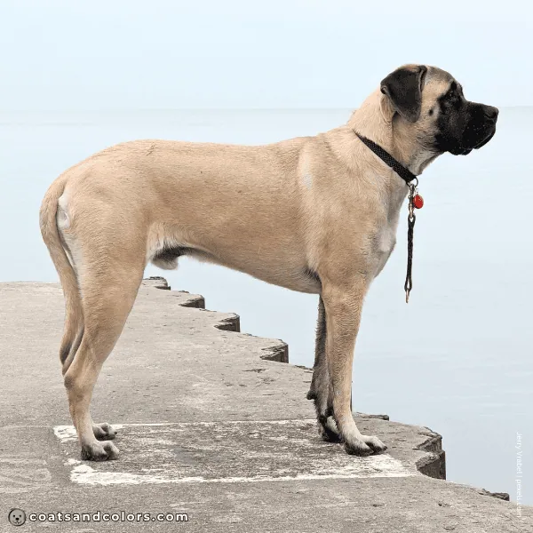 coatsandcolors.com English Mastiff Colors intensity fawn