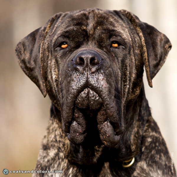 coatsandcolors.com English Mastiff Colors light brown eyes 2