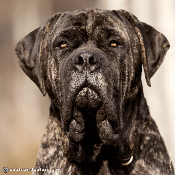coatsandcolors.com English Mastiff Colors light brown eyes 2