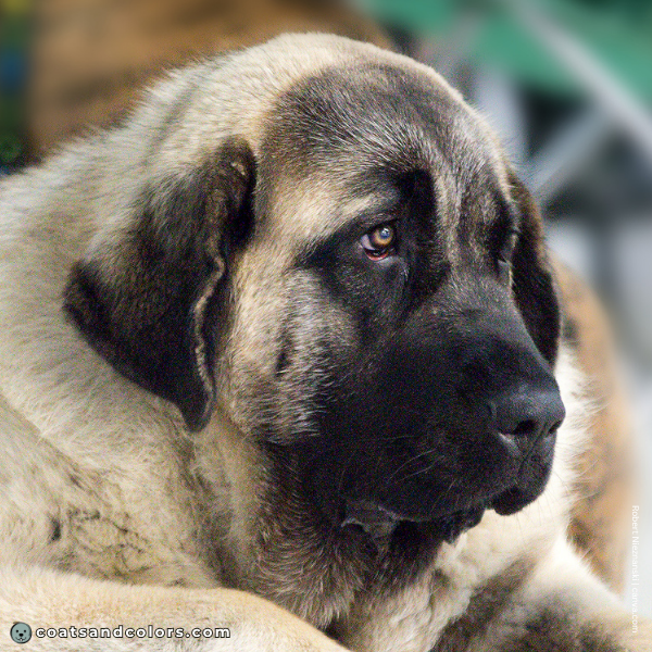 coatsandcolors.com English Mastiff Colors light brown eyes