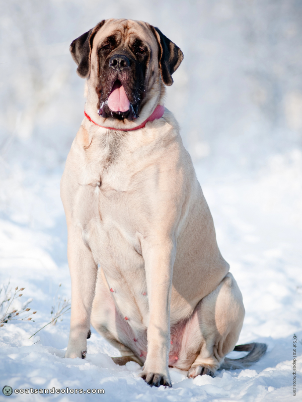 coatsandcolors.com English Mastiff Colors light fawn
