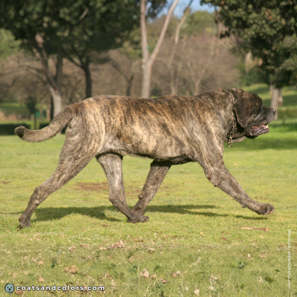 coatsandcolors.com English Mastiff Colors shorthaired