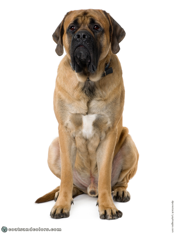 coatsandcolors.com English Mastiff Colors white chest patch