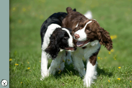coatsandcolors.com English Springer Spaniel Colors 900x600 1
