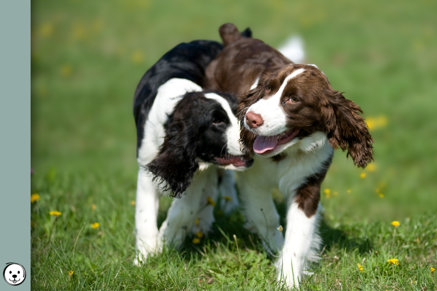 coatsandcolors.com English Springer Spaniel Colors 900x600 1