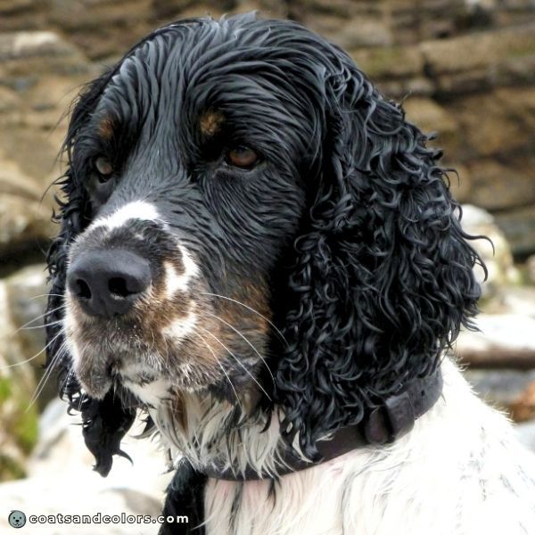 coatsandcolors.com English Springer Spaniel Colors black tri 2