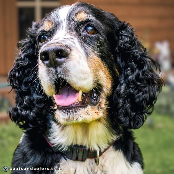 coatsandcolors.com English Springer Spaniel Colors black tri 3