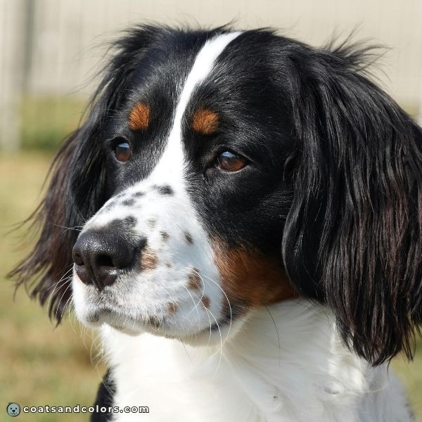 coatsandcolors.com English Springer Spaniel Colors black tri