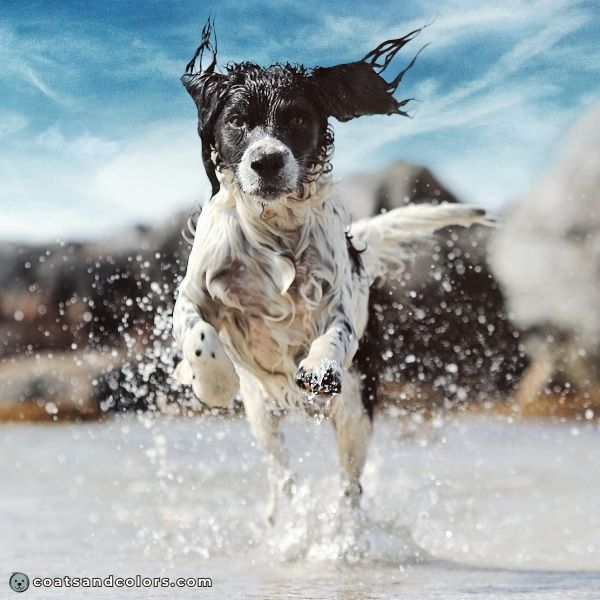 coatsandcolors.com English Springer Spaniel Colors black white 1