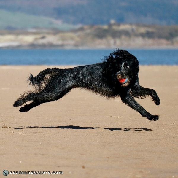 coatsandcolors.com English Springer Spaniel Colors black white blue roan