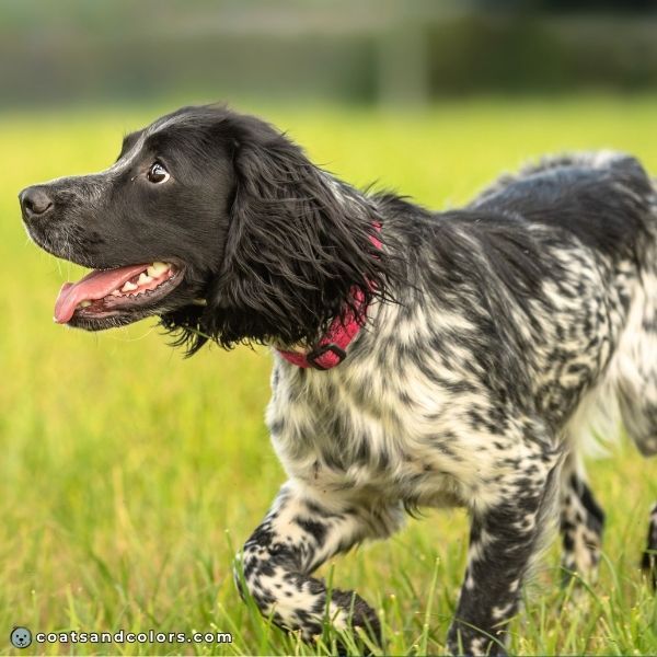 coatsandcolors.com English Springer Spaniel Colors black white heavy ticking