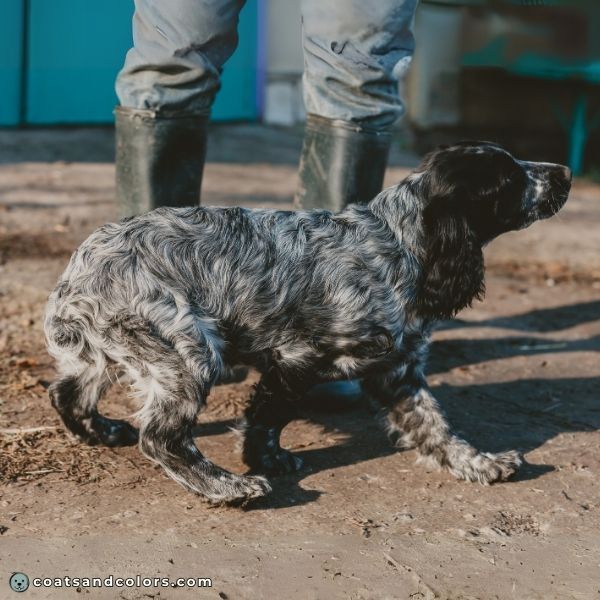 coatsandcolors.com English Springer Spaniel Colors black white roan