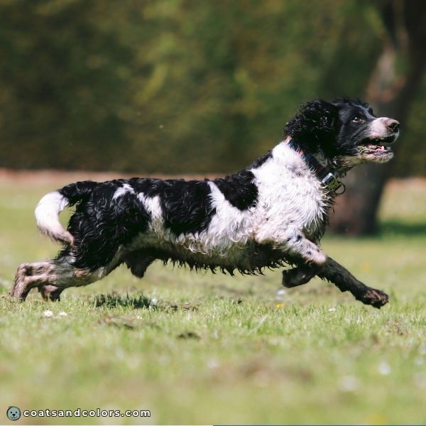 coatsandcolors.com English Springer Spaniel Colors black white