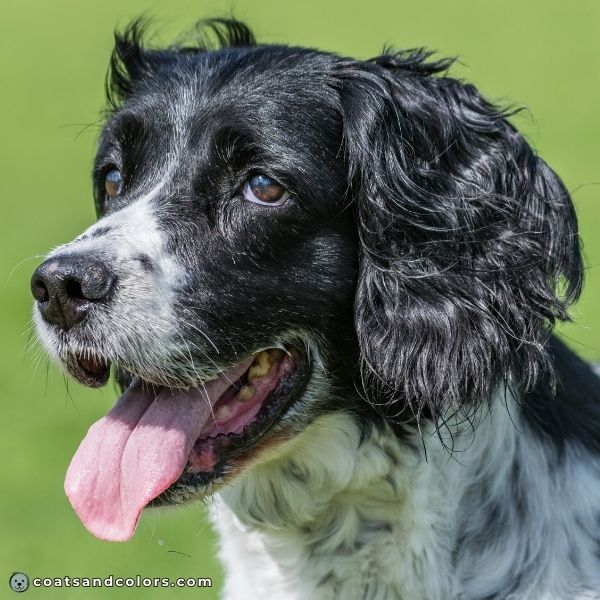 coatsandcolors.com English Springer Spaniel Colors brown eyes