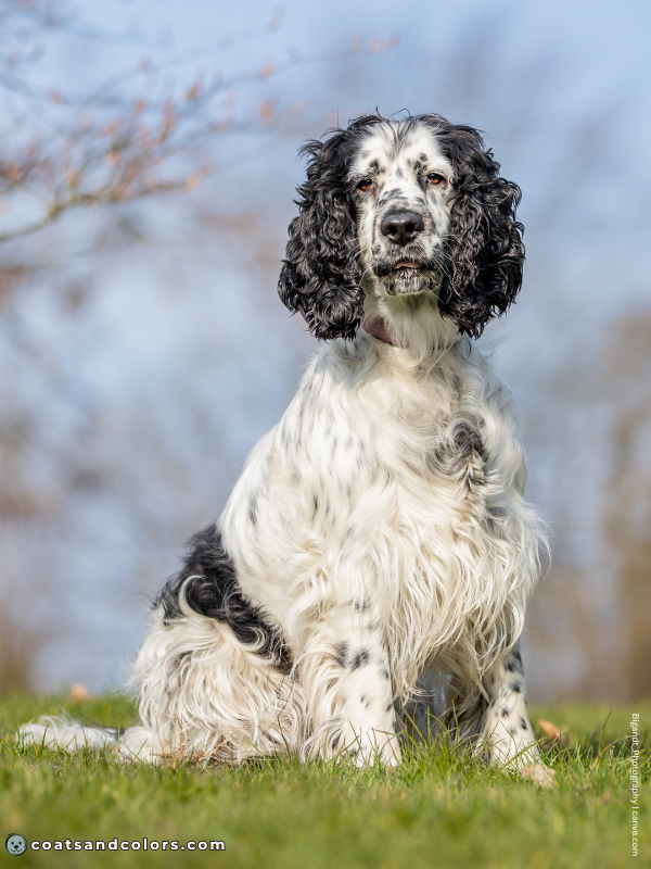 coatsandcolors.com English Springer Spaniel Colors clown face extreme piebald