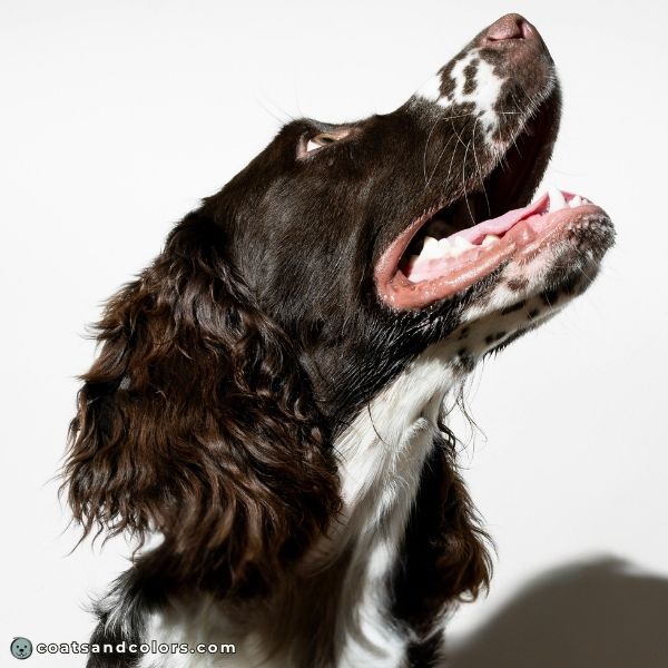 coatsandcolors.com English Springer Spaniel Colors dark brown