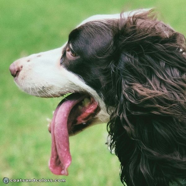 coatsandcolors.com English Springer Spaniel Colors extended muzzle white