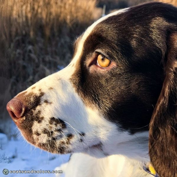 coatsandcolors.com English Springer Spaniel Colors eye color yellow