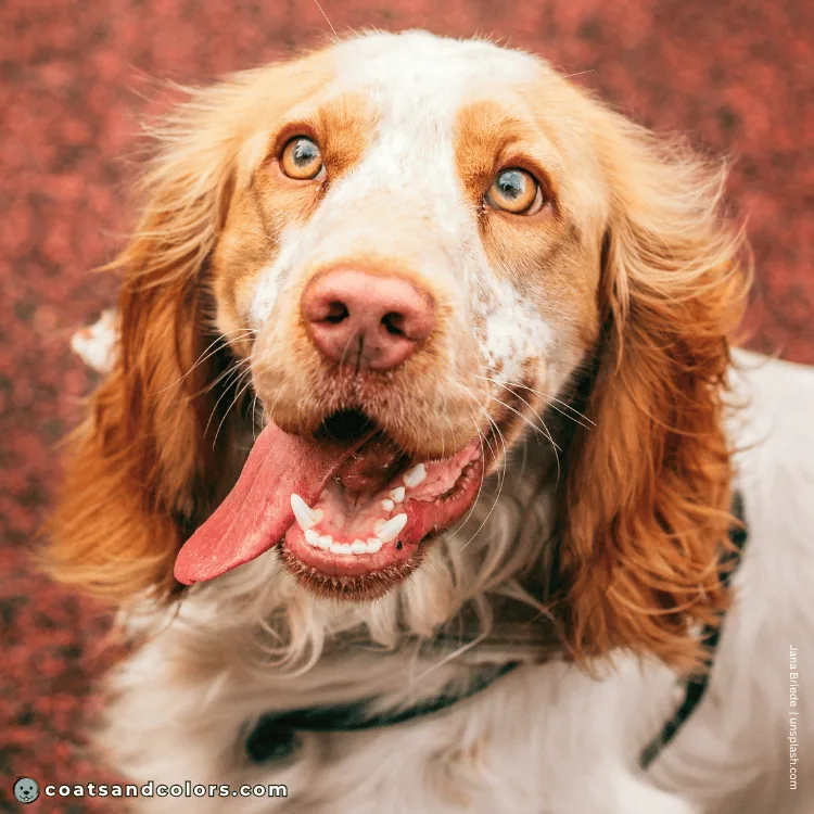 coatsandcolors.com English Springer Spaniel Colors faulty colors lemon