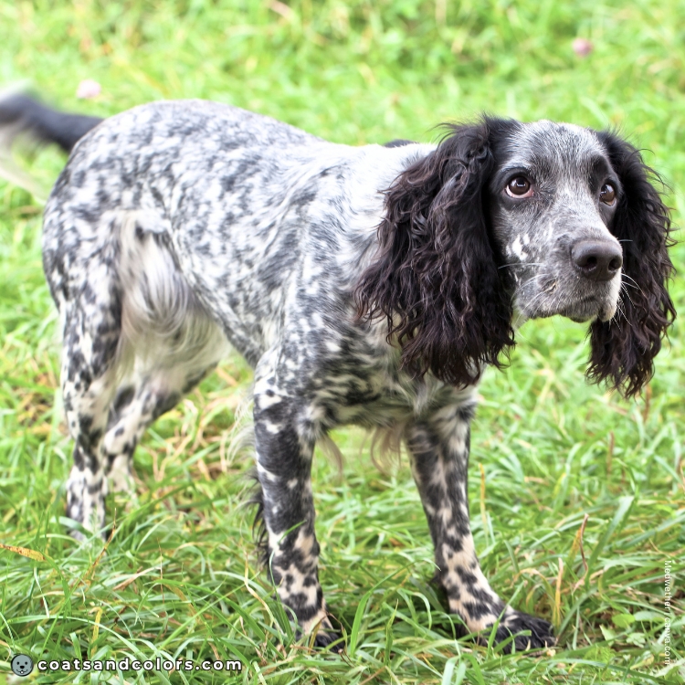 coatsandcolors.com English Springer Spaniel Colors faulty colors ticked