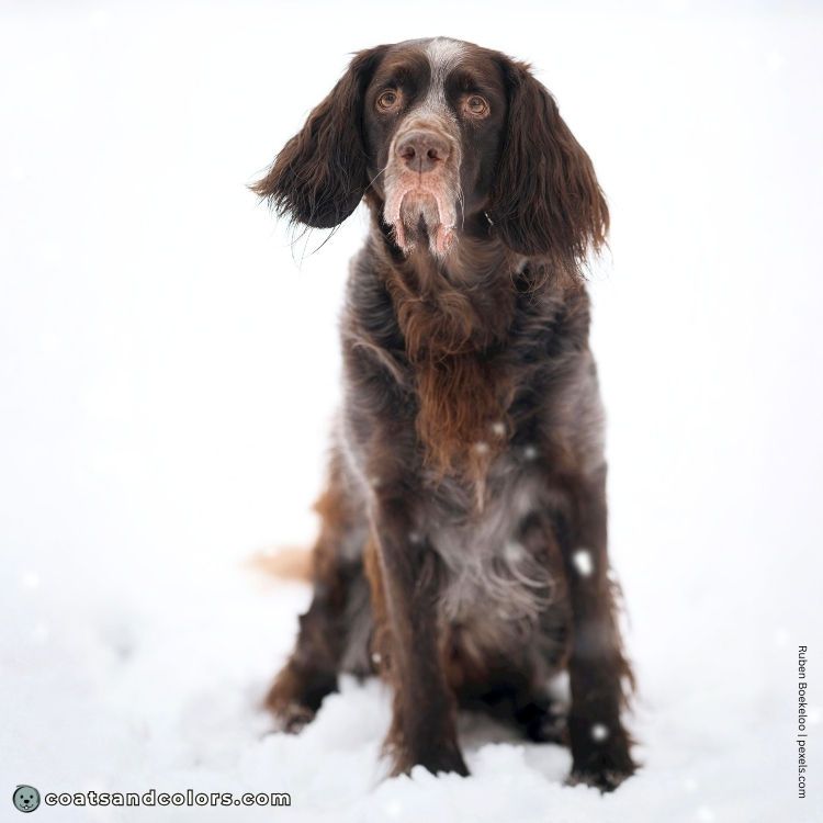 coatsandcolors.com English Springer Spaniel Colors faulty colors liver roan