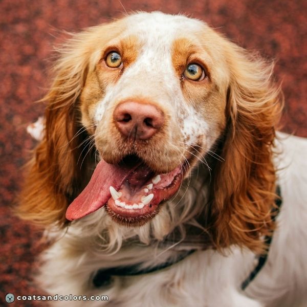 coatsandcolors.com English Springer Spaniel Colors lemon