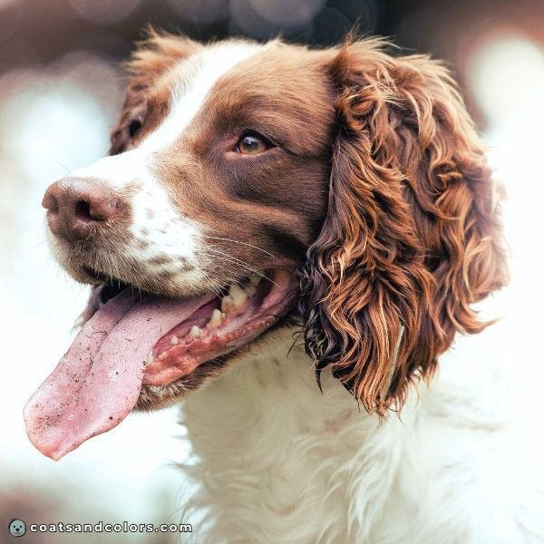 coatsandcolors.com English Springer Spaniel Colors light brown 2