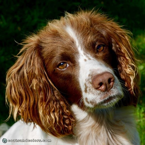 coatsandcolors.com English Springer Spaniel Colors light brown