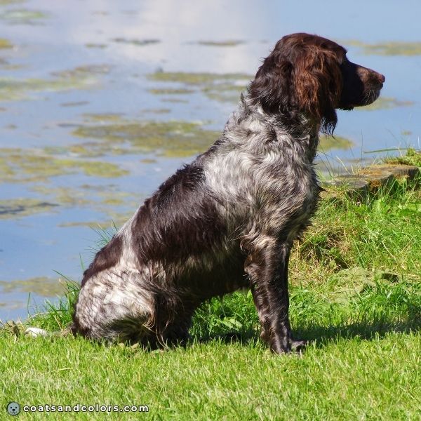 coatsandcolors.com English Springer Spaniel Colors liver roan