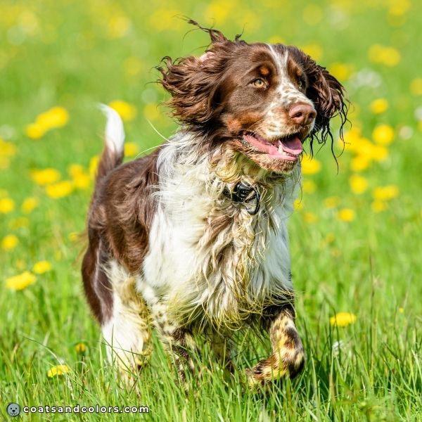 coatsandcolors.com English Springer Spaniel Colors liver tri 3