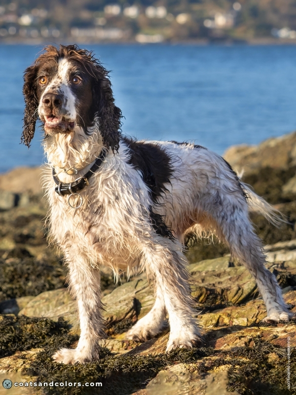 coatsandcolors.com English Springer Spaniel Colors liver white 3 1