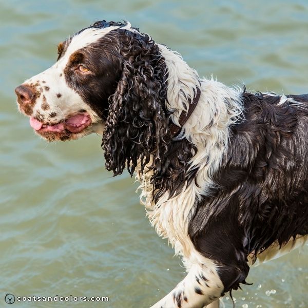 coatsandcolors.com English Springer Spaniel Colors liver white 3