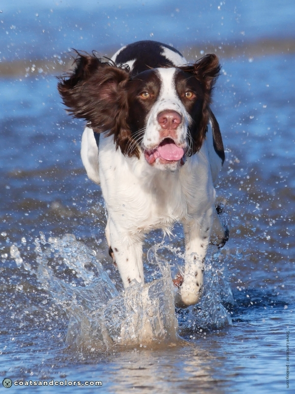 coatsandcolors.com English Springer Spaniel Colors liver white 4