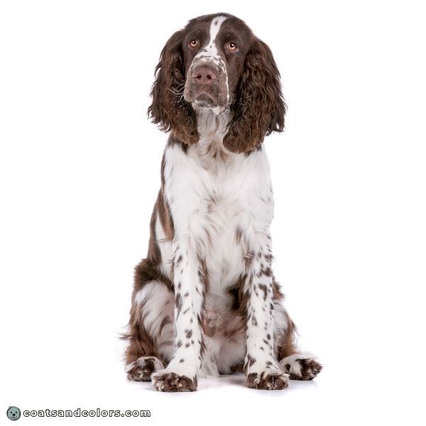 coatsandcolors.com English Springer Spaniel Colors liver white