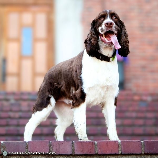 coatsandcolors.com English Springer Spaniel Colors mantle