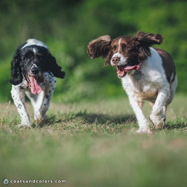 coatsandcolors.com English Springer Spaniel Colors nose colors