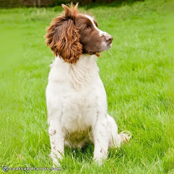 coatsandcolors.com English Springer Spaniel Colors piebald