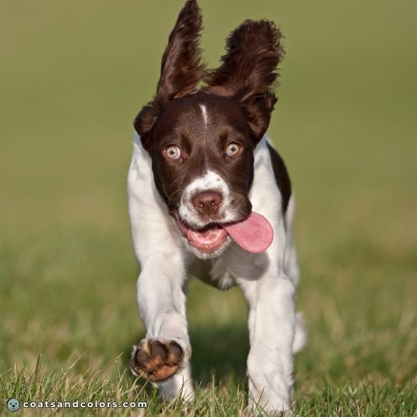 coatsandcolors.com English Springer Spaniel Colors puppy eye color