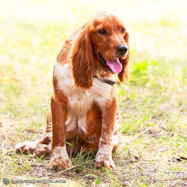coatsandcolors.com English Springer Spaniel Colors red