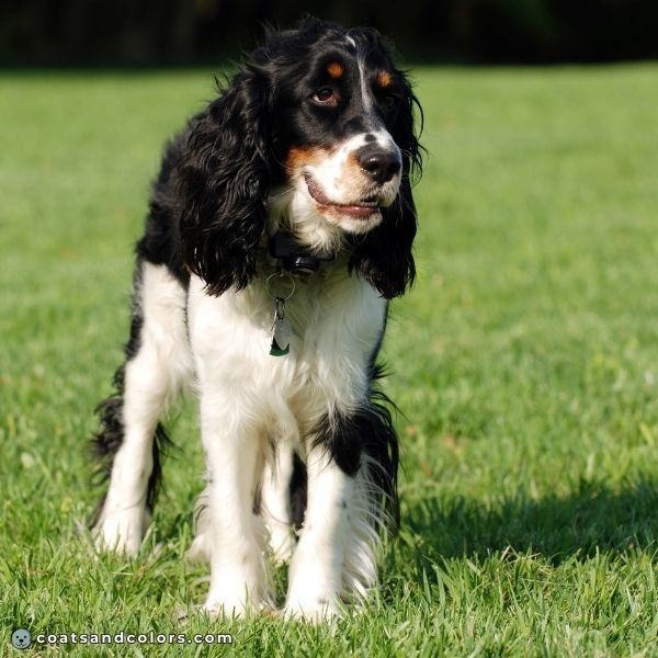 coatsandcolors.com English Springer Spaniel Colors tan markings