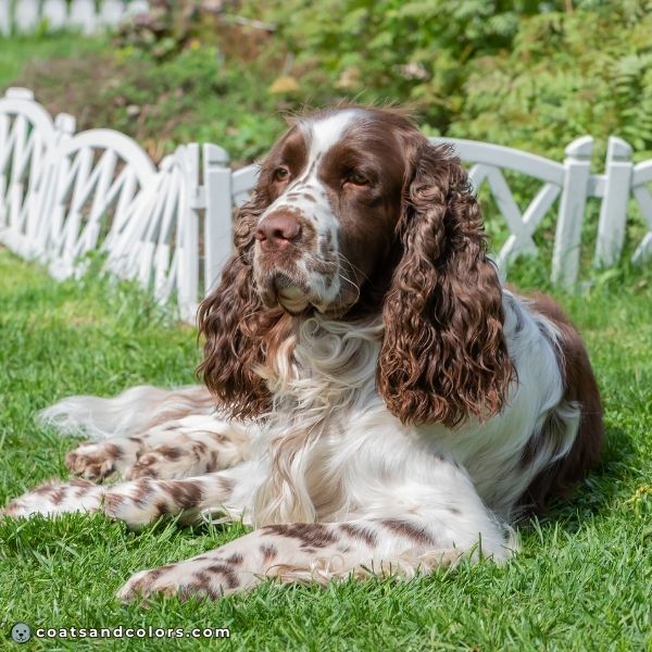 coatsandcolors.com English Springer Spaniel Colors ticking