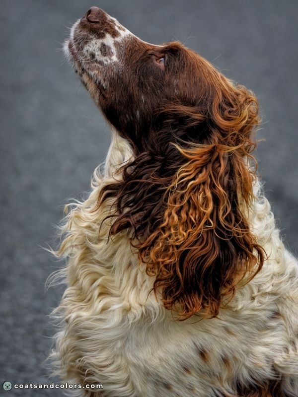 coatsandcolors.com English Springer Spaniel Colors wavy curly