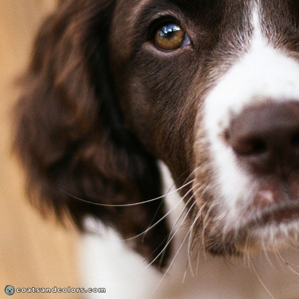 coatsandcolors.com English Springer Spaniel Colors whiskers color