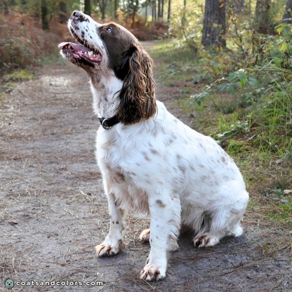 coatsandcolors.com English Springer Spaniel Colors white and liver 2