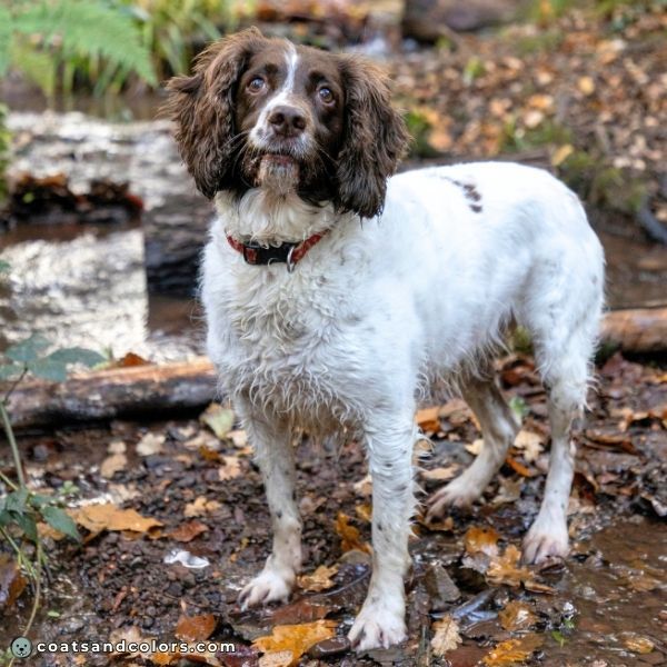 coatsandcolors.com English Springer Spaniel Colors white and liver