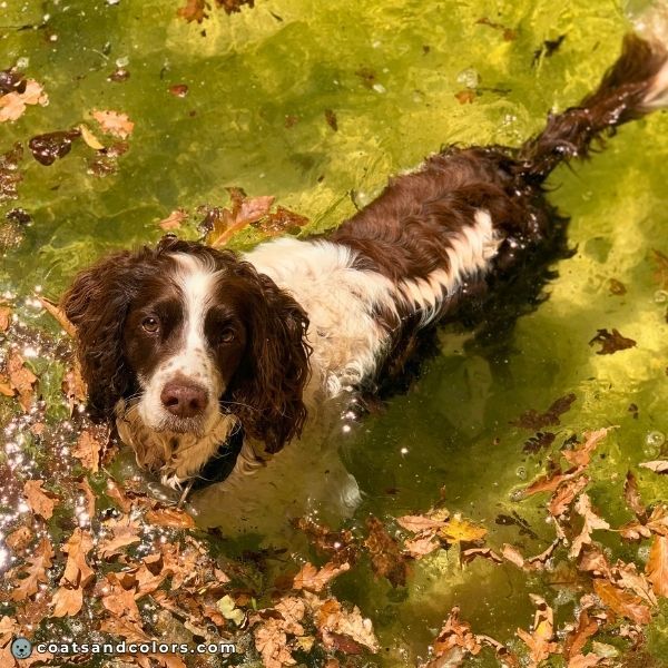 coatsandcolors.com English Springer Spaniel Colors white markings piebald