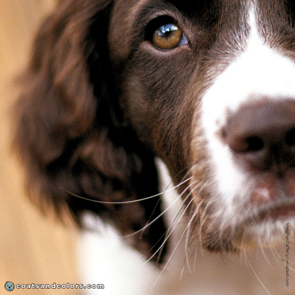 coatsandcolors.com English Springer Spaniel Colors white whiskers